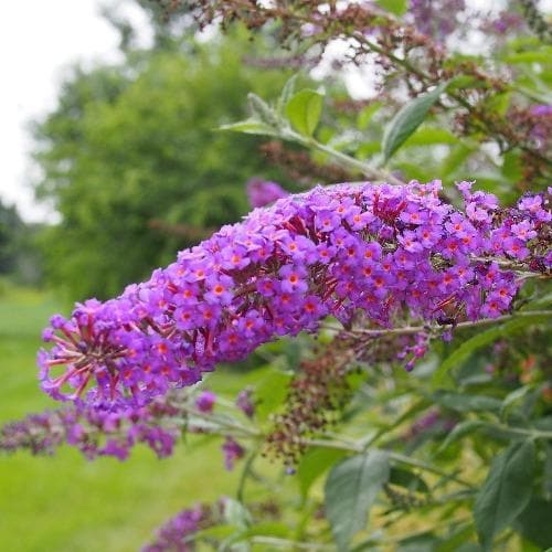  Buddleja Davidii Nanho Purple