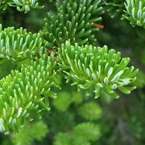  Abies Fraseri - Fraser Fir