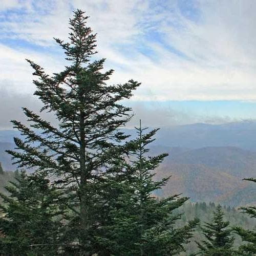 Abies Fraseri - Fraser Fir