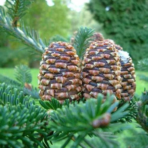  Abies Fraseri - Fraser Fir