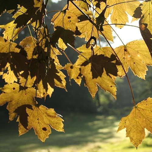  Acer Pseudoplatanus ‘Atropurpureum’