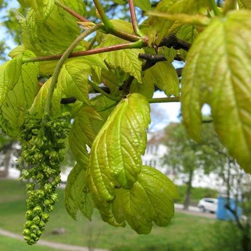  Acer Pseudoplatanus Worley