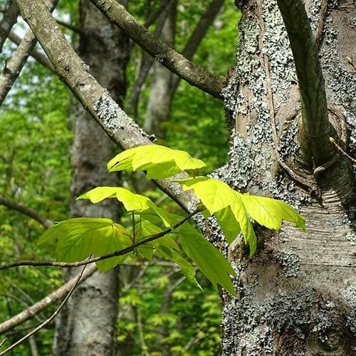  Acer Pseudoplatanus Worley