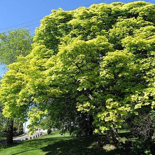  Acer Pseudoplatanus Worley
