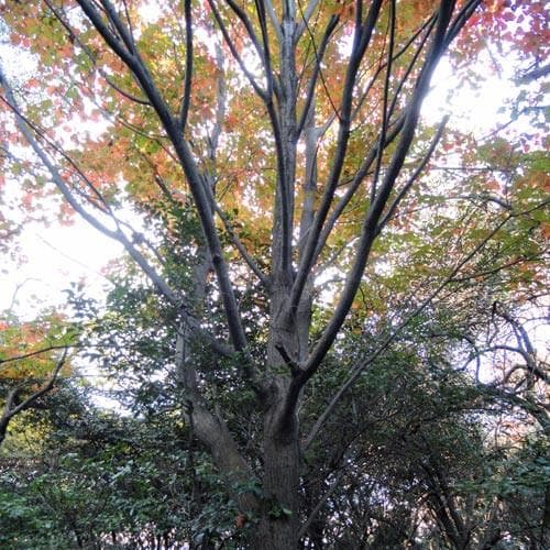 Acer Rufinerve - Snakebark Maple
