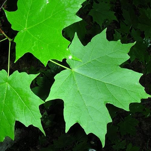  Acer Saccharum