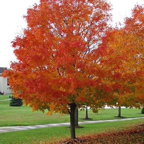  Acer Saccharum