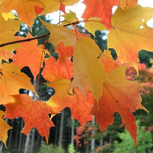  Acer Saccharum