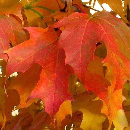  Acer Saccharum