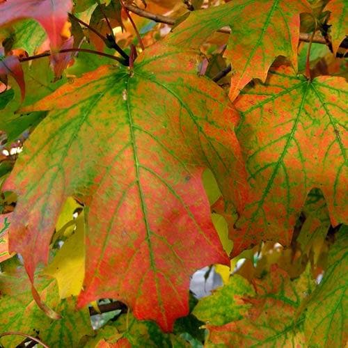  Acer Saccharum