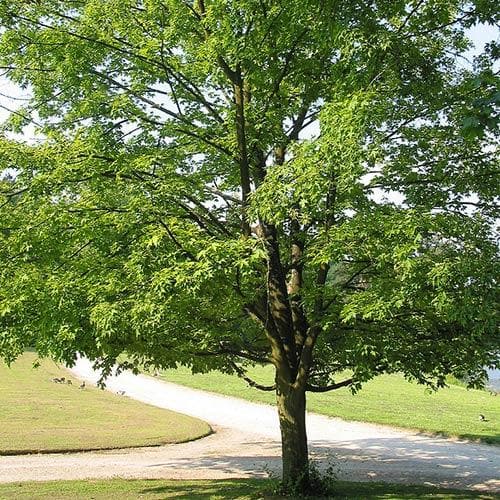  Acer Saccharum