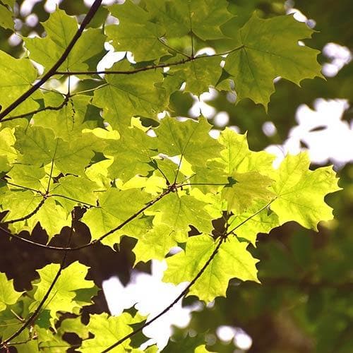  Acer Saccharum
