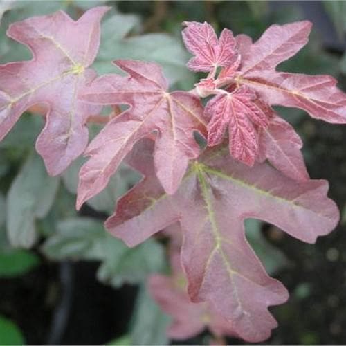 Acer Campestre Red Shine