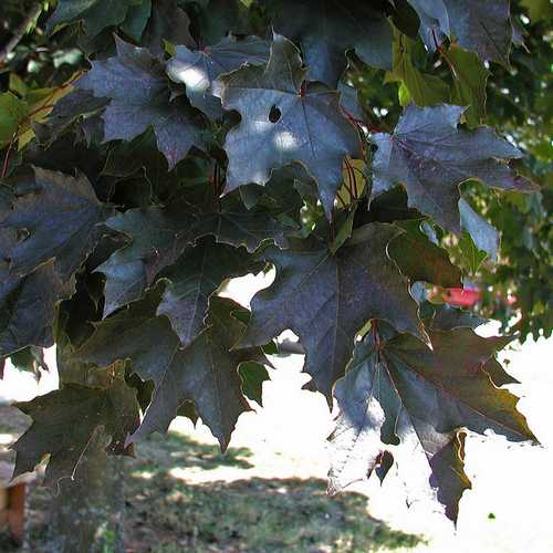  Acer Platanoides Crimson King