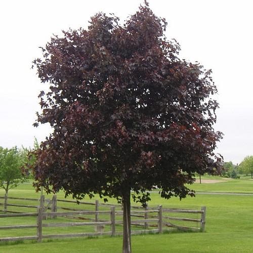  Acer Platanoides Crimson King