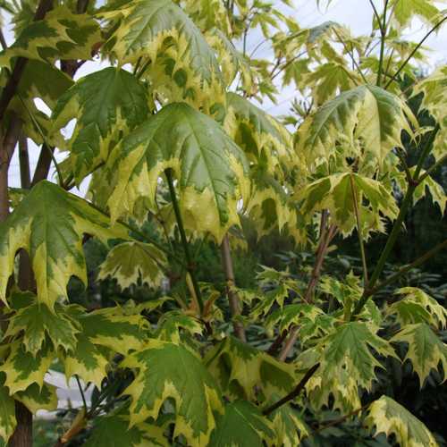  Acer Platanoides Drummondii
