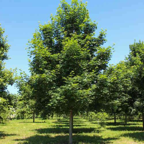  Acer Truncatum X Acer Platanoides Keith’s Form (Norwegian Sunset®)