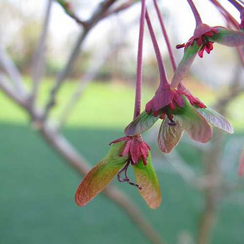  Acer Rubrum Red Sunset