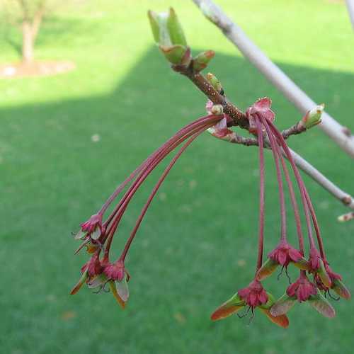  Acer Rubrum Red Sunset