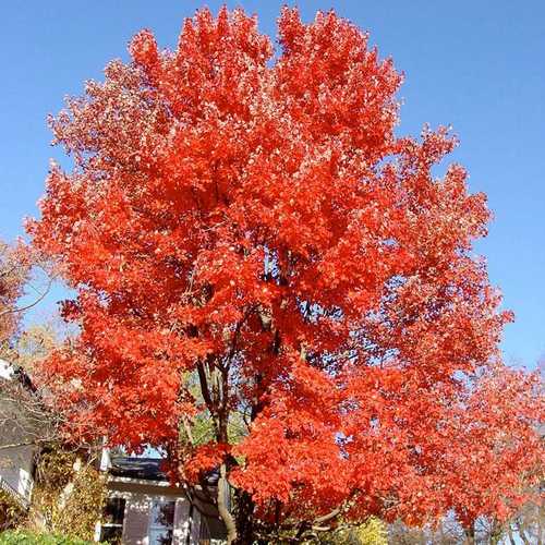  Acer Rubrum Red Sunset
