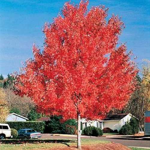  Acer Rubrum Red Sunset