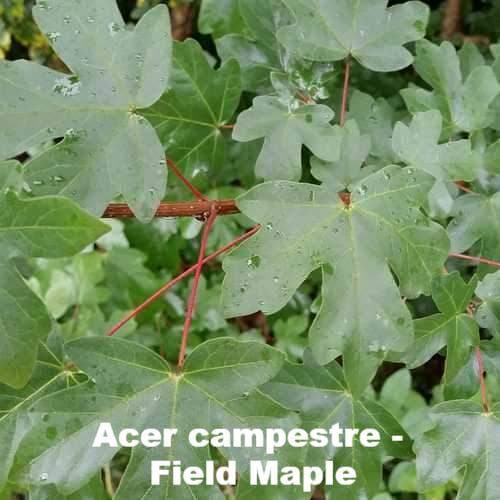  Neat Natural Hedge Mix