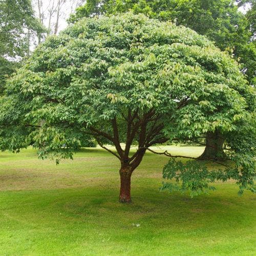  Acer Griseum - Paperbark Maple