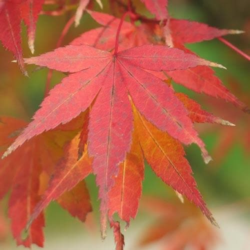  Acer Palmatum Atropurpureum