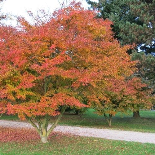  Acer Palmatum Atropurpureum