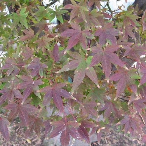  Acer Palmatum Atropurpureum