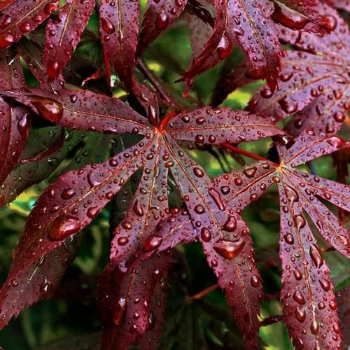  Acer Palmatum Bloodgood