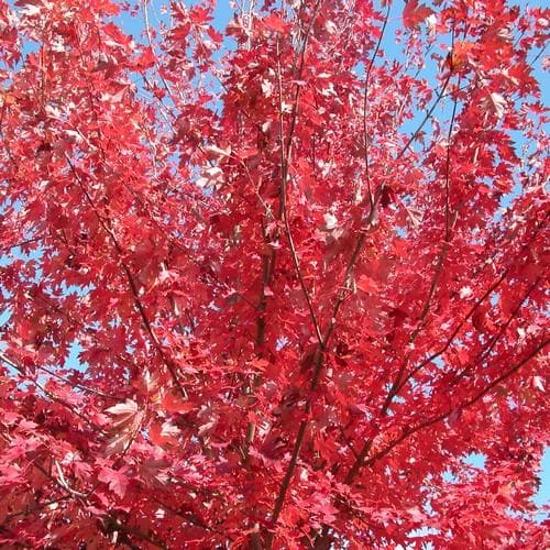  Acer Rubrum Fairview Flame