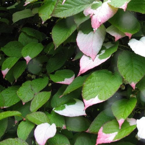  Actinidia Kolomikta