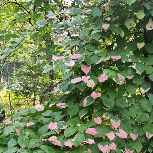  Actinidia Kolomikta