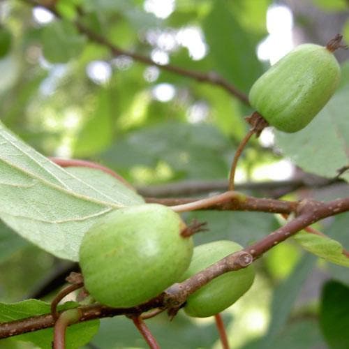  Actinidia Kolomikta