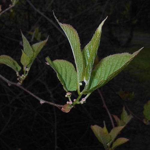  Actinidia Kolomikta