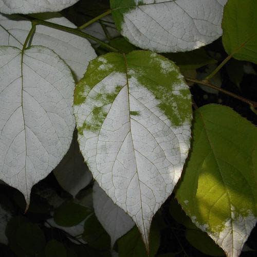  Actinidia Kolomikta
