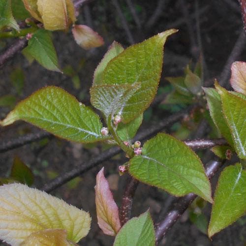  Actinidia Kolomikta