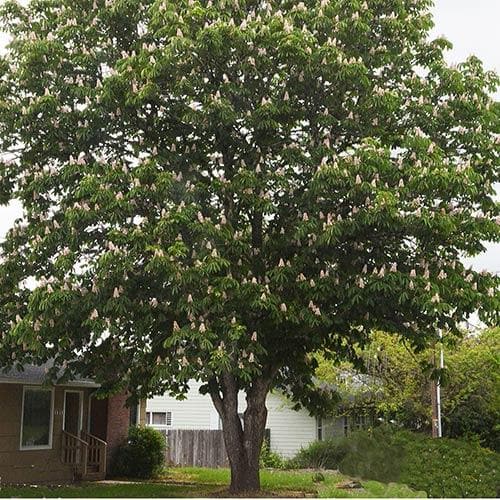  Aesculus Hippocastanum Baumannii