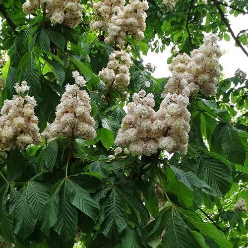  Aesculus Hippocastanum Baumannii