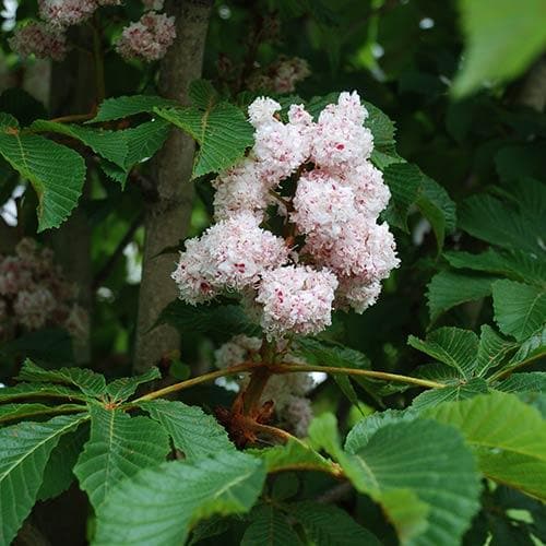  Aesculus Hippocastanum Baumannii