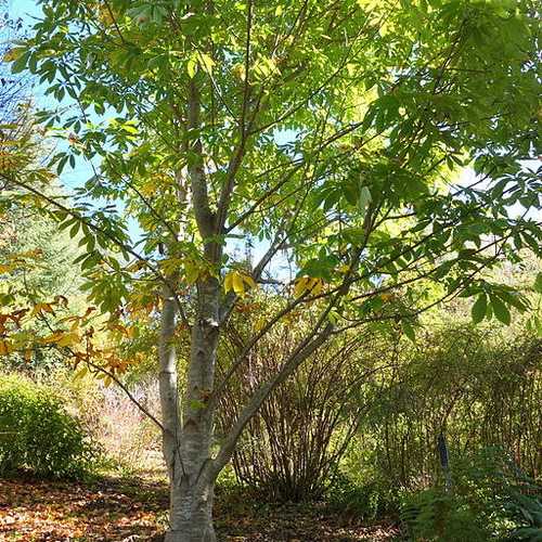  Aesculus Indica - Indian Horse Chestnut