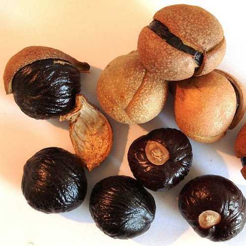 Aesculus Indica - Indian Horse Chestnut