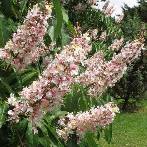  Aesculus Indica - Indian Horse Chestnut