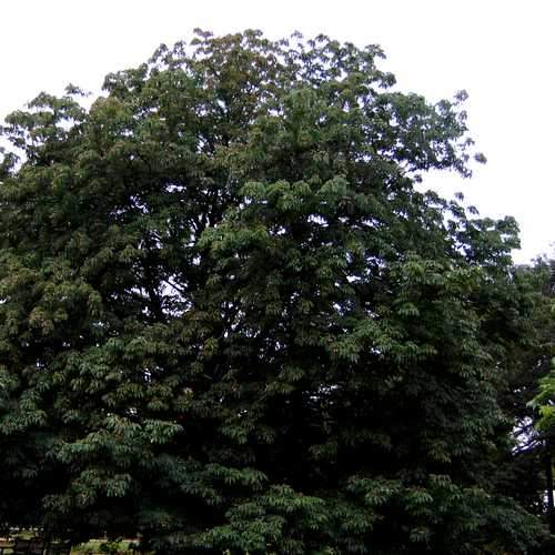  Aesculus Indica - Indian Horse Chestnut