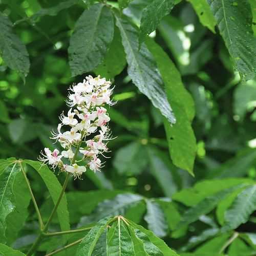  Aesculus Indica - Indian Horse Chestnut