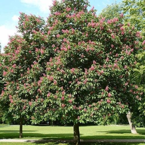  Aesculus X Carnea Briotii