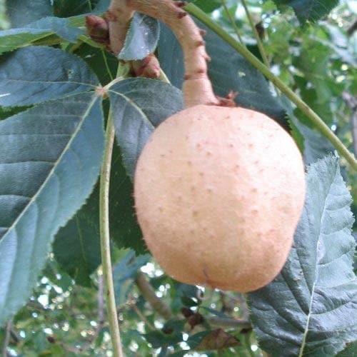  Aesculus X Carnea Briotii