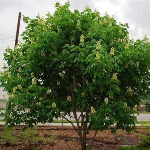  Aesculus X Arnoldiana