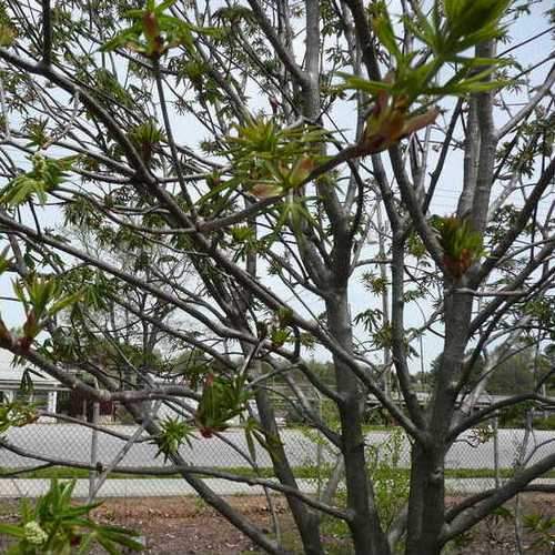  Aesculus X Arnoldiana